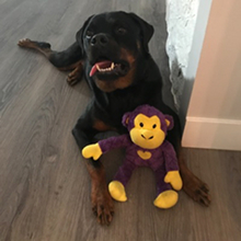 Legal Beagle-Personal Injury Law Podcast